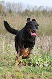 BEAUCERON 334